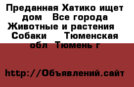 Преданная Хатико ищет дом - Все города Животные и растения » Собаки   . Тюменская обл.,Тюмень г.